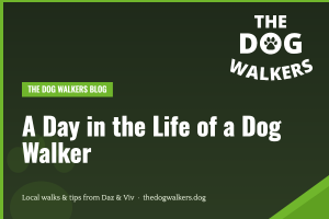 A Day in the Life of a Dog Walker — The Dog Walkers, South Manchester