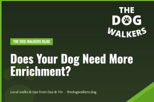 Does Your Dog Need More Enrichment? — The Dog Walkers, South Manchester