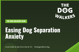 Easing Dog Separation Anxiety — The Dog Walkers, South Manchester