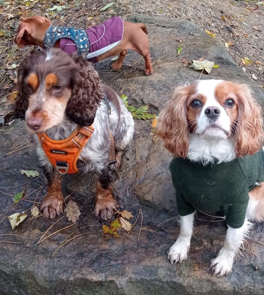 Small dogs — spaniel, cavalier and dachshund — on a Chorlton dog walk