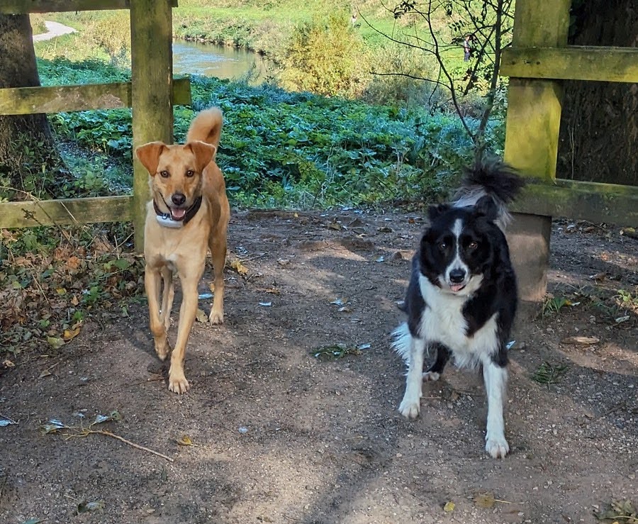 Two dogs on a riverside walk near Sale Water Park and the River Mersey