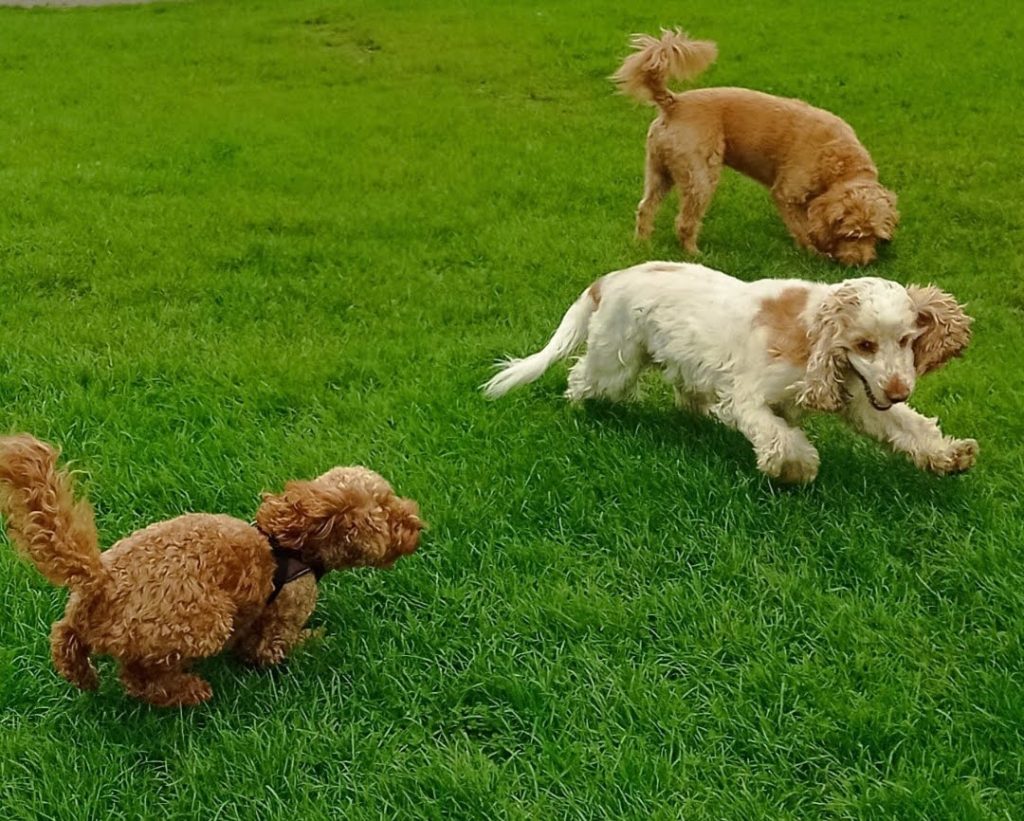 Cocker spaniel and cockapoo playing on a group dog walk in Sale
