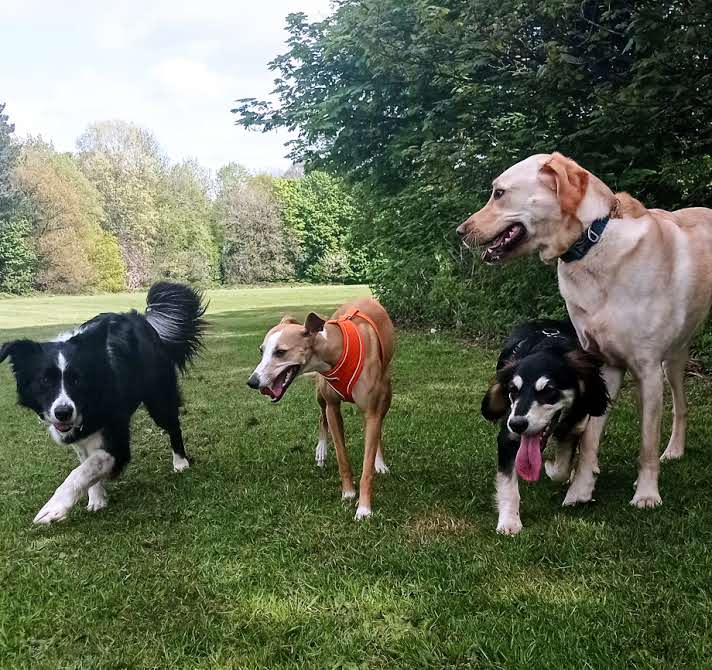 Group dog walk in a Sale park — four dogs playing off-lead with The Dog Walkers