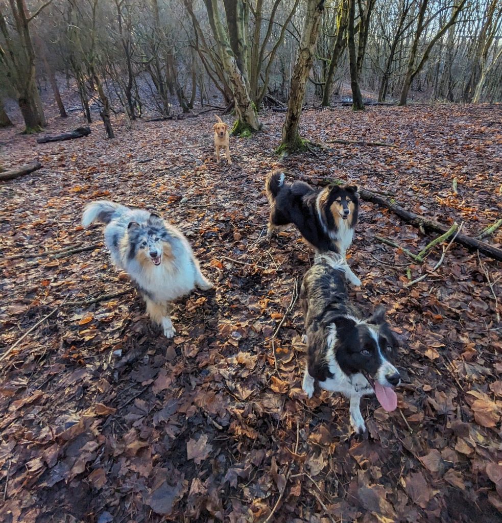A pack of dogs on a woodland walk near Sale with The Dog Walkers