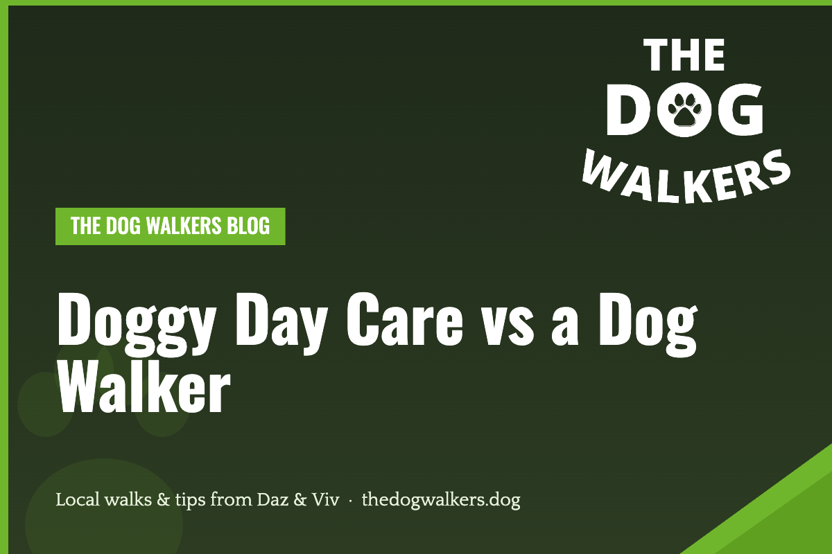 Doggy Day Care vs a Dog Walker — The Dog Walkers, South Manchester