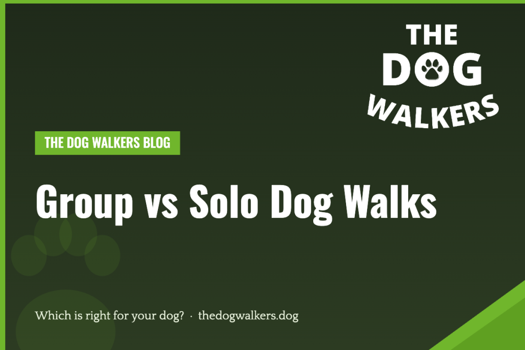 Group vs solo dog walks — The Dog Walkers South Manchester