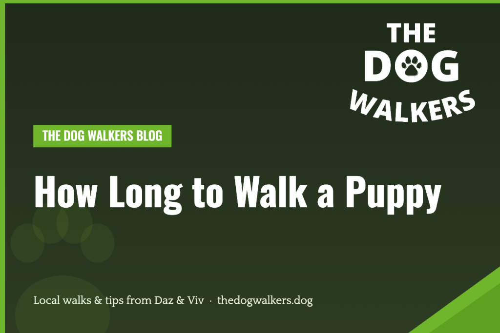 How Long to Walk a Puppy — The Dog Walkers, South Manchester
