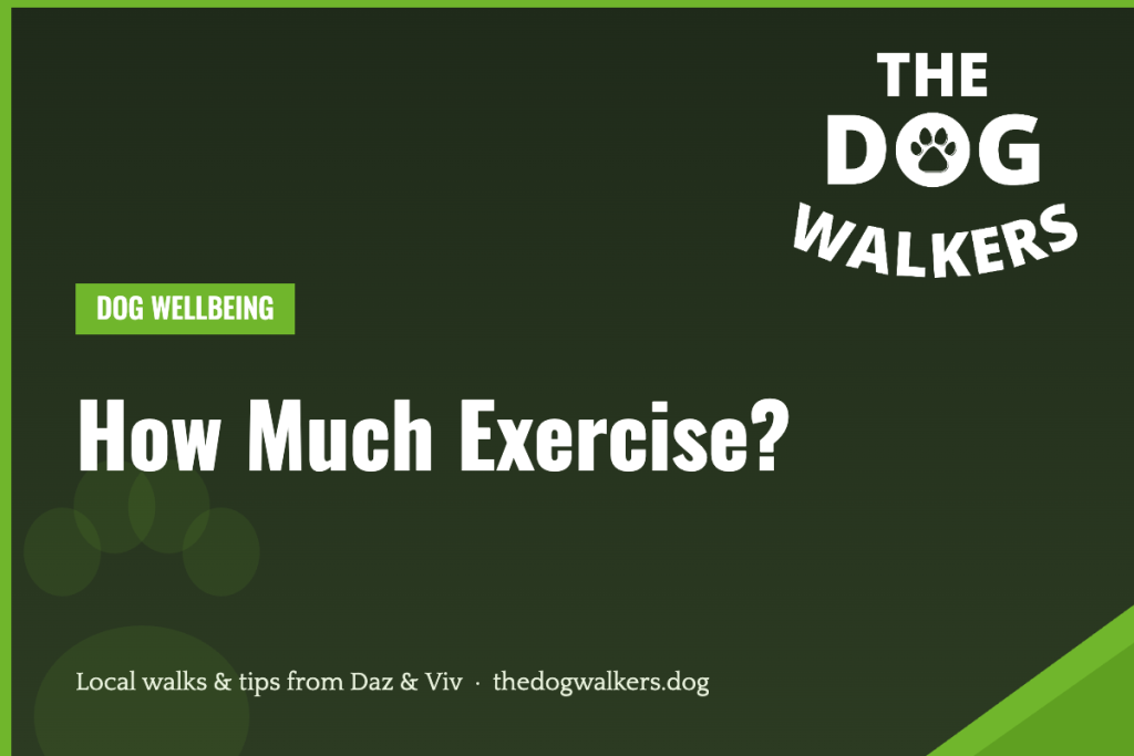 How Much Exercise? — The Dog Walkers, South Manchester