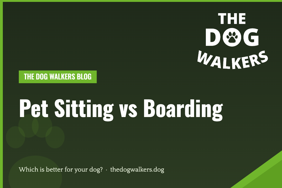 Pet sitting vs boarding for dogs — The Dog Walkers South Manchester