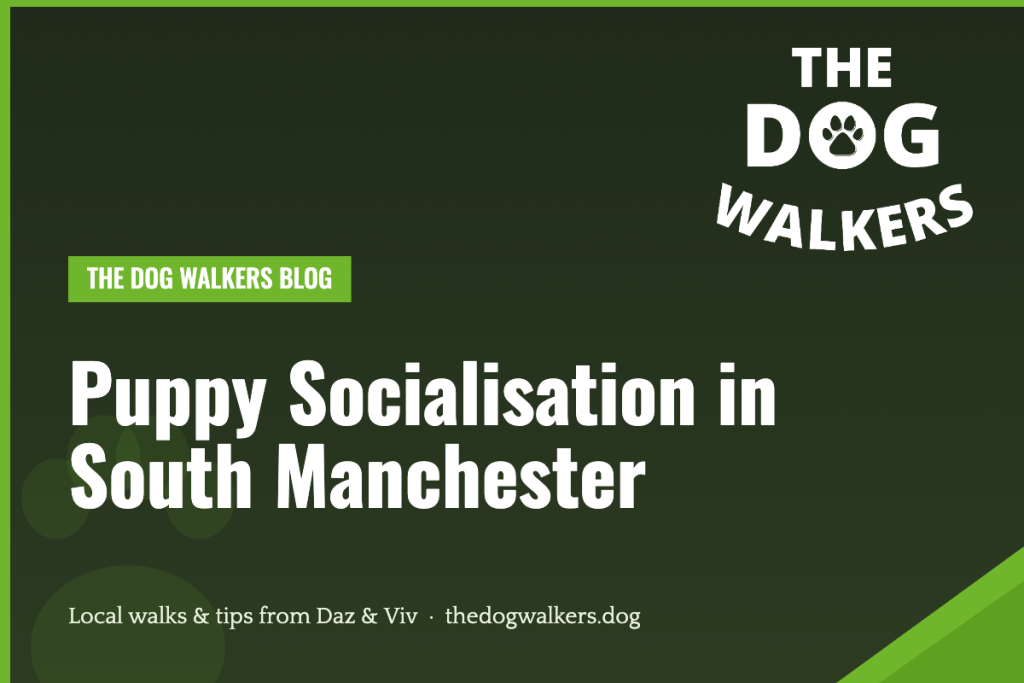 Puppy Socialisation in South Manchester — The Dog Walkers, South Manchester