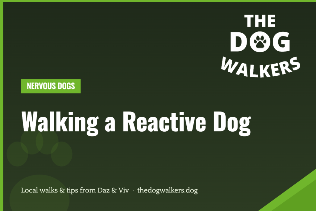 Walking a Reactive Dog — The Dog Walkers, South Manchester