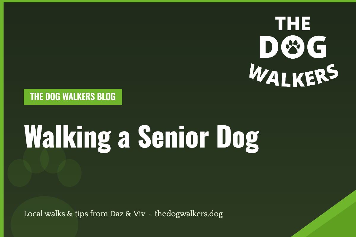 Walking a Senior Dog — The Dog Walkers, South Manchester