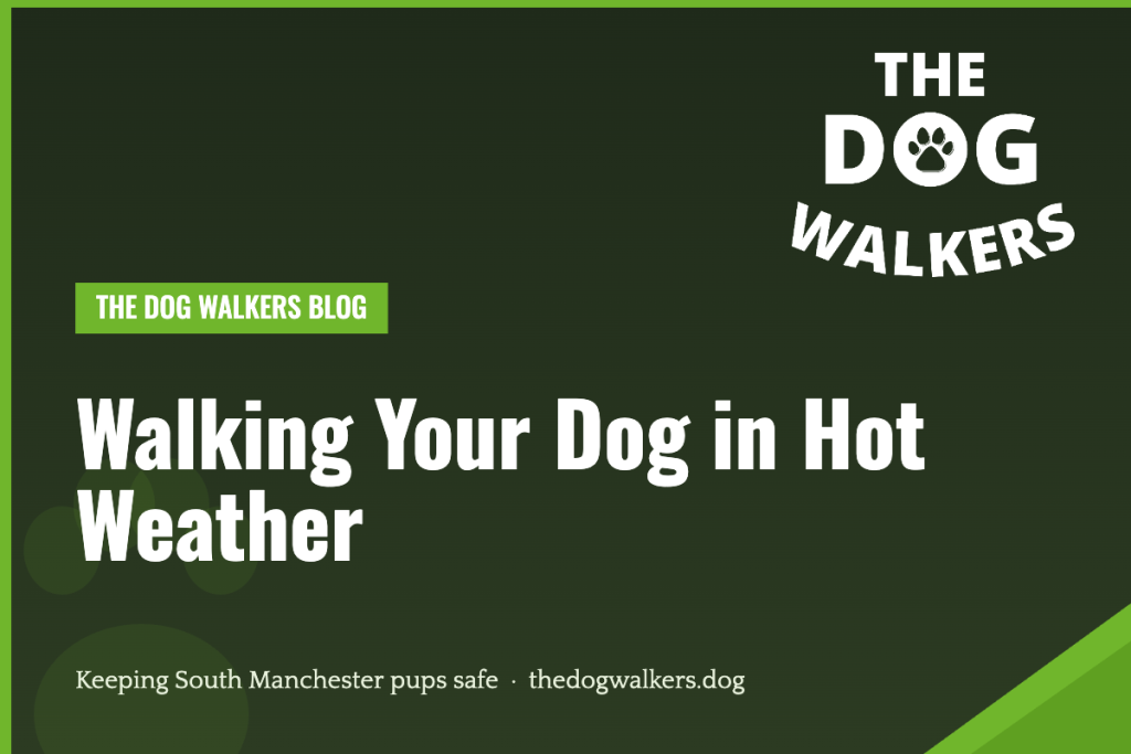 Walking your dog safely in hot weather — The Dog Walkers